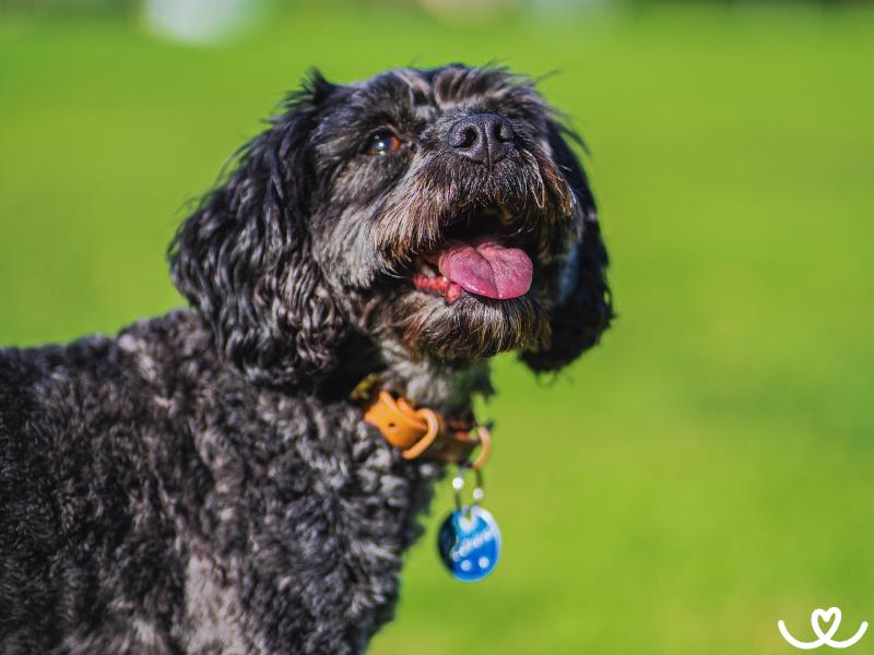 Psi-plemeno-cavapoo (11)